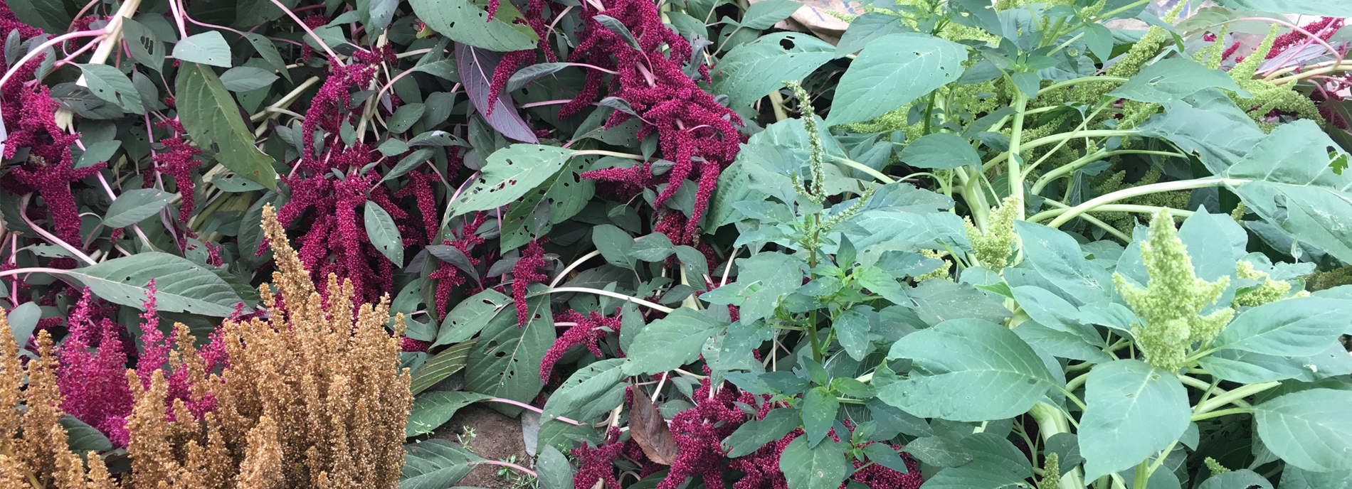 Image of first carousel