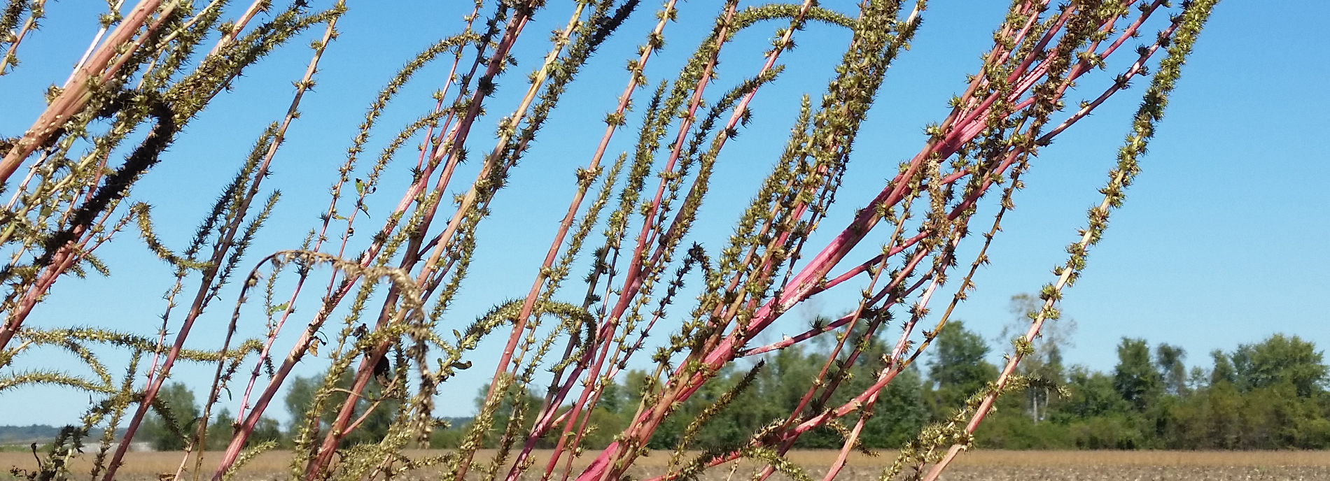 Image of first carousel