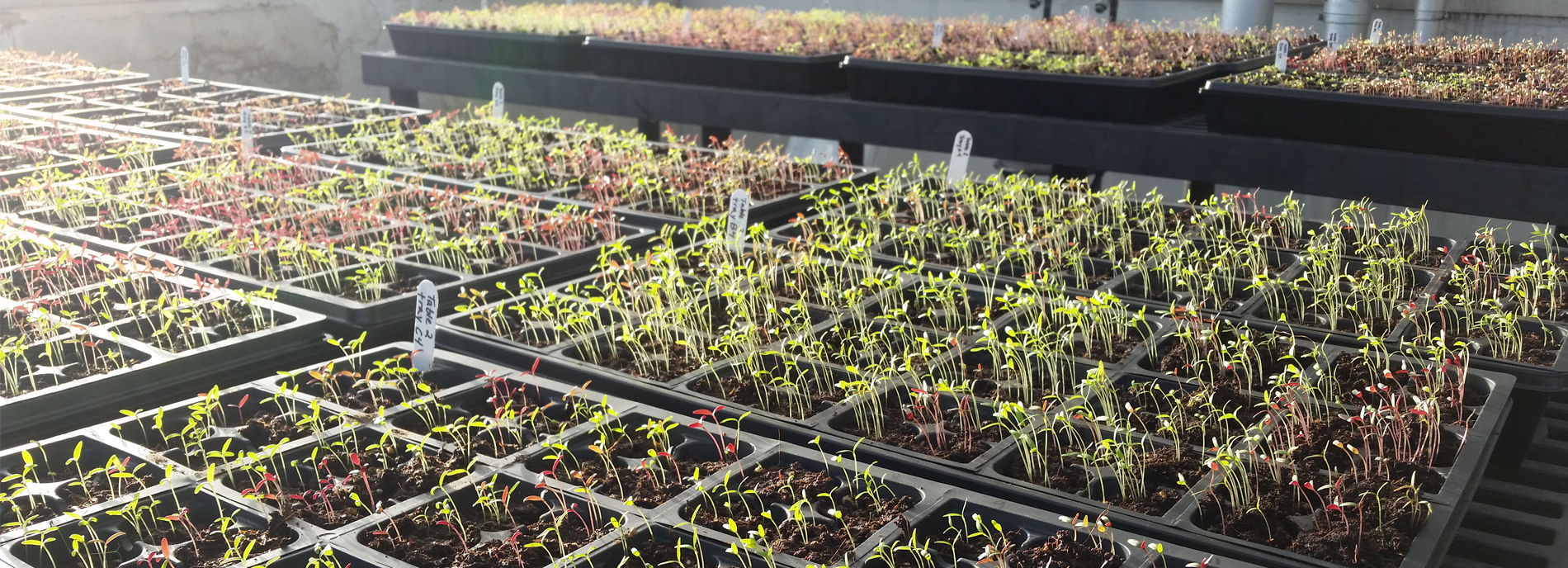 Image of first carousel